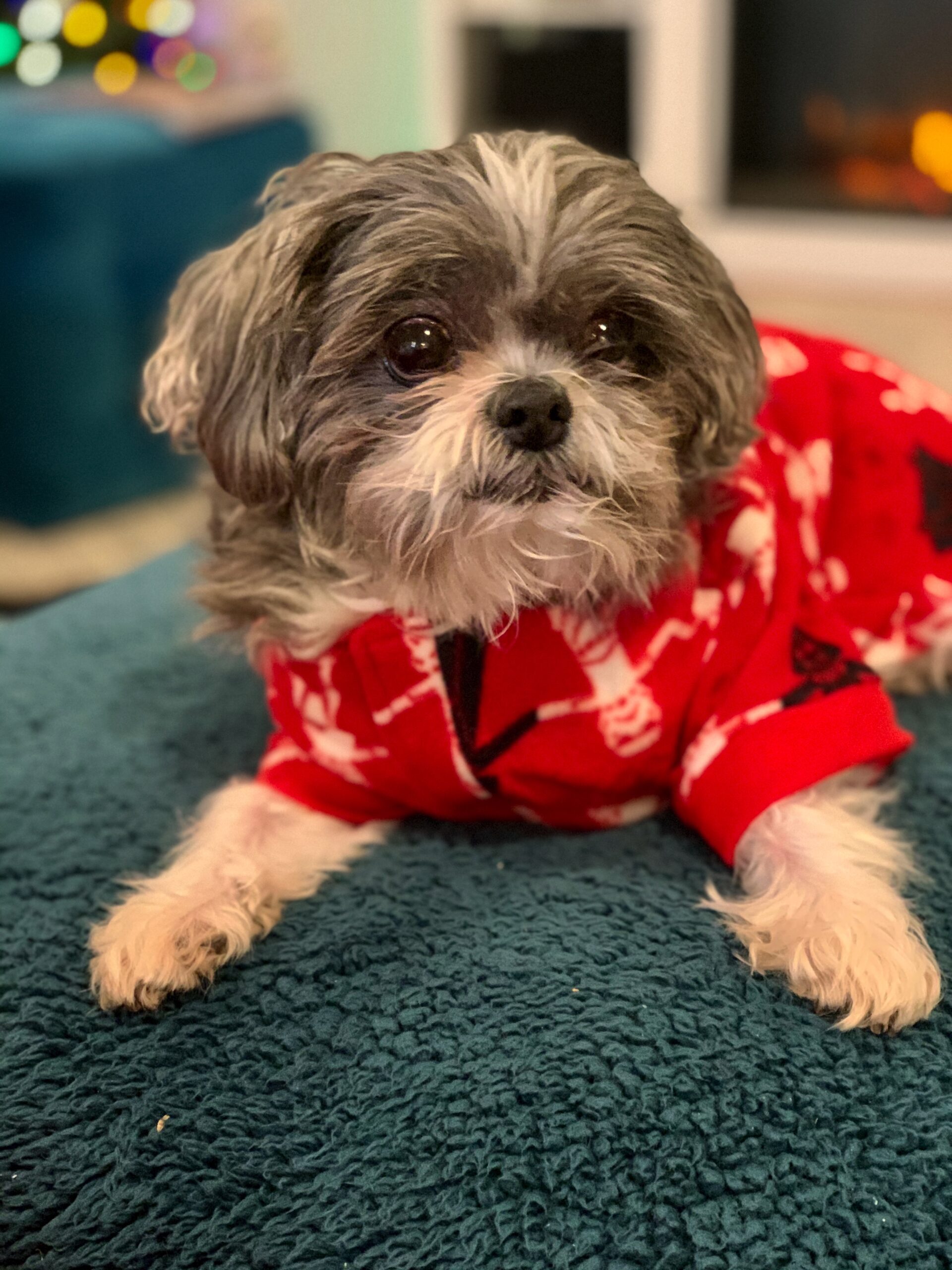 Image 12-18-19 at 11.32 AM